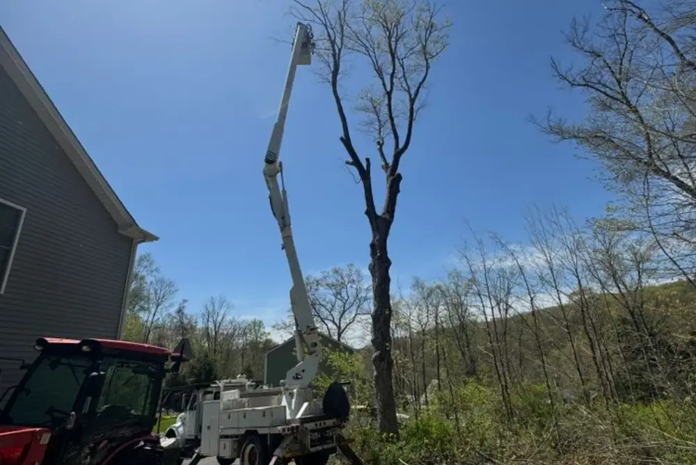 Tree Removal Naugatuck CT